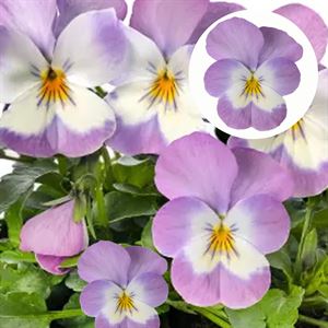 Bild von Viola P9 kleinbloemig Deep pink with face